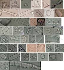 Image result for Hyparrhenia mobukensis