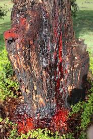 As the rubber plant grows it will begin to droop, so it's important that you help support them by using a long wooden dowel. What Is The Hindi Or Sanskrit Word For Dragon S Blood The Tree Which Is Also An Incense Flavour Quora