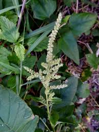 Image result for Amaranthus