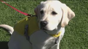 Tender oak ranch labradors t ender oak ranch labradors breeds purebred akc labrador retrievers, specializing in beautiful yellow and white labs here at our san diego ranch and also at our daughter's ranch up north. Coronado Family Trains Puppies To Be Guide Dogs For Blind People Cbs8 Com
