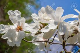 Check spelling or type a new query. White Magniolia Blooming Magnolia Kobus Mokryeon Kobus Magnolia Kobushi Magnolia Spring Flower On Sky Background Stock Photo Picture And Royalty Free Image Image 91719607