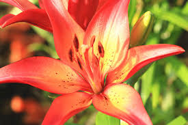 Maybe you would like to learn more about one of these? Japanese Flower Meanings Flower Meaning