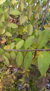 Image result for Craterispermum schweinfurthii