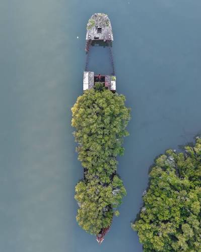 Sixty years a ship. Fifty years a forest. . Built in 1911, the SS ...