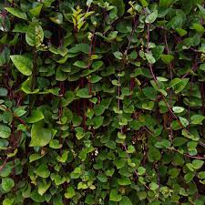 Image result for Basella