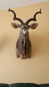 Kudu Taxidermy So Amazing Taxidermy Kudu Moose Art