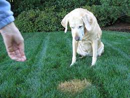 Check spelling or type a new query. Dog Urine Damage On Lawn And Plants Todd Haiman Landscape Design