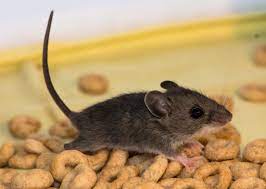 How To Help Get Rid Of Mice In The Kitchen Terminix Getting Rid Of Mice Kitchen Mouse How To Deter Mice
