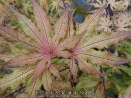 'amber ghost' offers unique color in the maples. Pin On Gardening