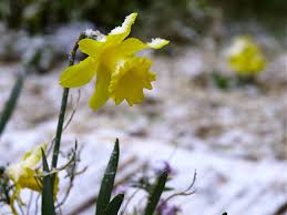 Just an hour from sydney, snow fell in katoomba in the blue mountains this week. Does It Snow In The Blue Mountains Sydney