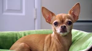 They are best if you already live in a warm environment and are looking for a but if you want to change the dog's bed once every few years, an average and lasting product will work just fine. Heated Dog Bed Review Your Dog Will Love This Heated K H Products Bed Reviewed