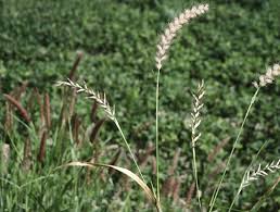Image result for Andropogon pseudapricus