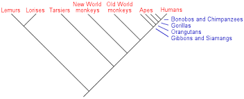 The Primates Humans