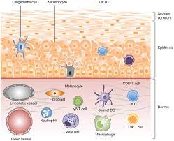 Schematic of epidermis—basal cell layer is the deepest layer of epidermis differentiating to spinous cells then to granular cells and eventually terminally differentiate to sc. A Schematic View Of The Different Cell Types Populating The Skin Download Scientific Diagram