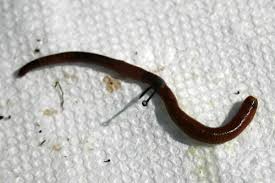 Image result for Red Wigglers
