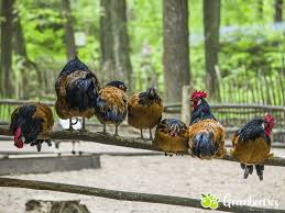 Ich meine wie alt müssen sie sein. Huhnerstall Ausstatten Welches Zubehor Du Ab Tag 1 Brauchst Greenberries