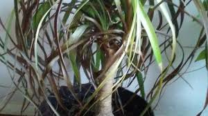 Installing recessed lighting & lights for your room is easy. Lowes Clearance Plants Need Help To Save