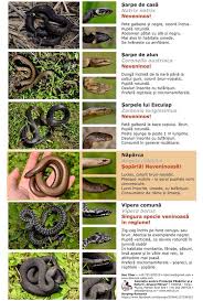 Intră pe imperator travel blog și poți descoperi o întreaga lume… inclusiv despre serpi veninosi. Salvamont Neamt Tablou Cu Speciile De Serpi Intalnite In Facebook