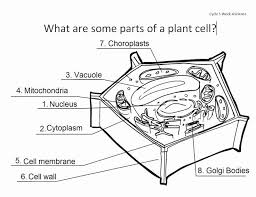 Animal Cell Worksheet Answers Lovely Animal And Plant Cell Anatomy Homeschool In 2020 Animal Cells Worksheet Plant And Animal Cells Plant Cell