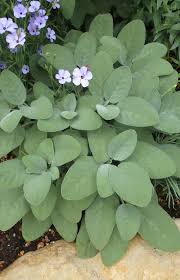 Sage plants are multipurpose powerhouses with attractive foliage and pretty blooms in summer. Sage Salvia Officinalis Berggarten Culinary Sage Buy Online At Annie S Annuals