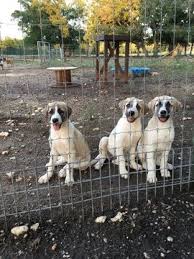 Pin On Puppies For Sale