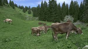 Save up to 70% on reserving hotels in au im bregenzerwald, austria. Cow Pasture Bregenzerwald Austria Hd Stock Video 449 034 321 Framepool Stock Footage