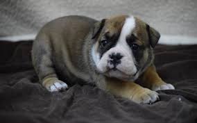 Puppies come with health guarantee contract, immunization record, and puppy information… Tri Color Lilac English Bulldog Puppies For Sale From Siess Ranch Llc