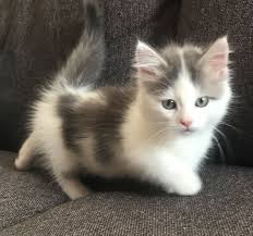 Maine coon kittens for sale from giant european males. Munchkin Cats For Sale