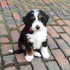 Bernedoodle Babe Bernedoodle Bernedoodlepuppy Cute Dogs Bernedoodle Puppy Bernedoodle