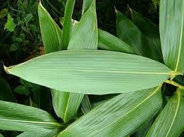 Pohon kelapa sendiri bisa mencapai ketinggian 30 meter. Bagian Tubuh Tumbuhan 1 Akar Batang Daun Quiz Quizizz