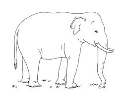 If there is a pictures that violates the rules or you want to give criticism and suggestions about realistic baby elephant coloring pages please contact us on contact us page. Asian Elephant Coloring Page By Mama Draw It Teachers Pay Teachers