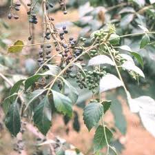 Image result for Brucea