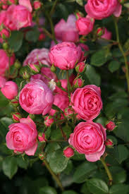 Roses have been celebrated for centuries for their beauty, fragrance and to represent something. Pin By Ayse Turkol On Fleurs Oiseaux Beautiful Flowers Beautiful Roses Pretty Flowers