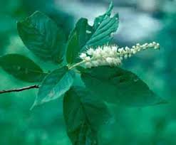 Because it blooms on old wood (previous year's growth), pruning should be done immediately after blooming so that the plant can develop the wood necessary for next year's blooms. Sweetspire Virginia Sweetspire Itea Virginica