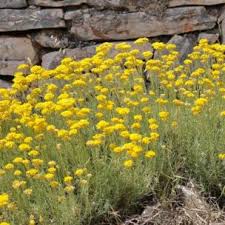 Immortelle de Corse - Helichrysum | Leaderplant - vente de Graminées &  Plantes Vivaces | Leaderplant