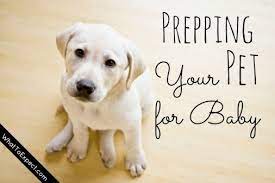 Preparing Your Pet For Baby Best Wood Flooring Wood Flooring Options Types Of Wood Flooring