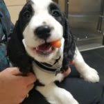 Bay area pet hospital offers 24 hour, 7 days a week comprehensive veterinary services for your pets. East Bay Animal Hospital In Traverse City Michigan