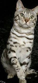 Epingle Par Hamiyet Tasdelen Sur Bidiklar J Aime Les Chats Chien Chat Chiens Droles