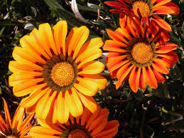 Ma ovviamente, se non hai molta esperienza nella coltivazione di piante, è normale che non sai come potare le margherite. Daisies Flower Orange Free Photo On Pixabay