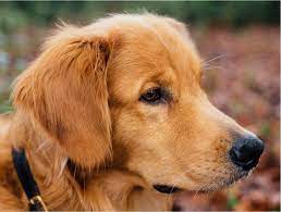 Country pet is a natural and holistic pet food store that specializes in natural foods, treats, and supplements for your pets. Our Story Natural Pet Food Supplies