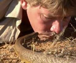 The Most Venomous Snake In The World Inland Taipan Gives Steve Irwin A Kiss Snake Venom Steve Irwin Inland Taipan