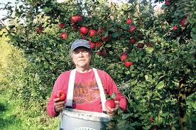 Cold-hardy apple variety draws interest for hard ciders