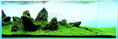 Check spelling or type a new query. Aquascaping For Beginners 10 Helpful Tips Aquascaping Love