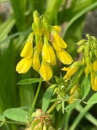 Image result for Trigonella