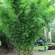 The origin of the word bamboo is uncertain. Hedging Bamboo