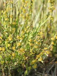 Image result for Osyris