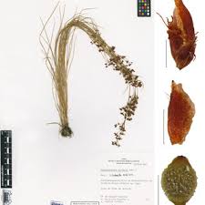 Image result for Rhynchospora rugosa