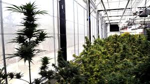 Du darfst hanf auf dem balkon anbauen. Oregon Has A Massive Oversupply Of Legal Cannabis Quartz