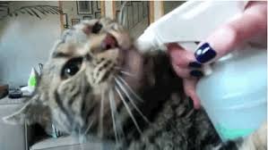 Share the best gifs now >>>. Joey We Love You But You Re A Total Weirdo Cats Cat Love Crazy Cats