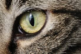 Look up and down, left and right after. 8 Types Of Cat Eye Colors And Their Rarity With Pictures Excitedcats